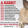 Rabbit Care Tips