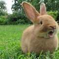 Rabbit Facts About There Teeth Never Stop Growing