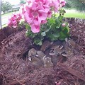 Rabbit Nest in Flower Bed