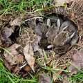 Rabbit Nest in Grass