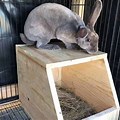 Rabbit Nesting Box