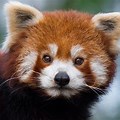 Red Panda Cute Baby Animals