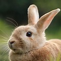 Rescue Rabbit Pics On Nat Geo