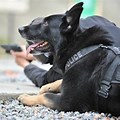 Police Dog