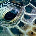 Sea Turtle