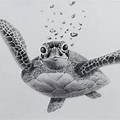 Sea Turtle Front Face Drawing