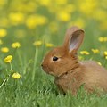 Show Me a Picture of Bunnies in Spring