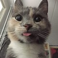 Silly Cute Cat Pics