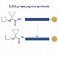 Solid Phase Peptide