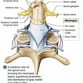 Spinal Nerve Roots