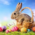 Spring Rabbit Come