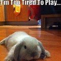 Super Cute Baby Bunny Memes