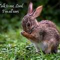 Thank You Images Praying Bunny