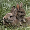 The Wild Rabbit Babies and Mom