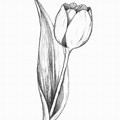 Tulip Flower Sketch