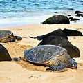 Turtle Beach Hawaii