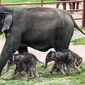 Twin Baby Elephants NY