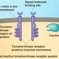 Growth Hormone