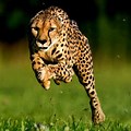 Fastest Animal World