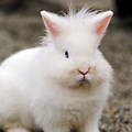White Fluffy Bunnies