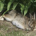 Wild Rabbit Sleeping