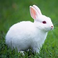 Wild Rabbit White Background