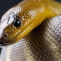 Python Native American