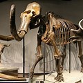 Mammoth Fossil
