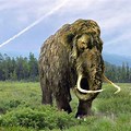 Mammoth Head