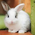 World Beautiful Rabbit