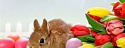 Beautiful Easter Pictures with Bunnies and Flowers