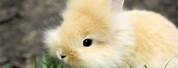 Cute Fluffy Bunny Rabbit Desktop