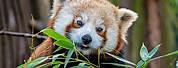 Endangered Animals Red Panda