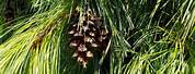Michigan DNR White Pine Seedlings