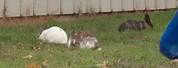 Rabbit Overrun Yard