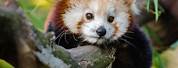 Red Panda Cute Baby Animals