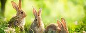 Spring Picture with Bunnies 12X30
