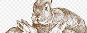 Vintage Rabbit Line Drawings