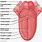 Anatomy of the Tongue