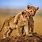 Baby Animals Wallpaper Lion