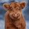 Baby Cow Images