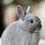 Baby Gray Rabbit