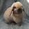 Baby Holland Lop Ginger