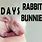 Baby Rabbit Stages