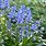 Blue Bell Flowers Perennial