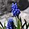 Blue Wild Spring Flowers