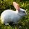 Bunny Stock Image