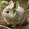 Colombian Baseman Pygmy Rabbit