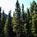 Coniferous