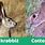 Cottontail vs Jackrabbit